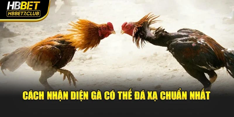 Cách nhận diện gà có thế đá xạ chuẩn nhất