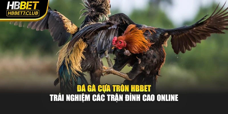 Đá Gà Cựa Tròn HBBET – Trải Nghiệm Các Trận Đỉnh Cao Online