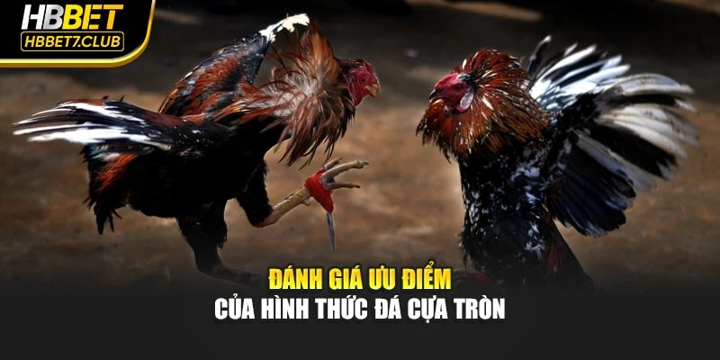Đánh giá ưu điểm của hình thức đá cựa tròn