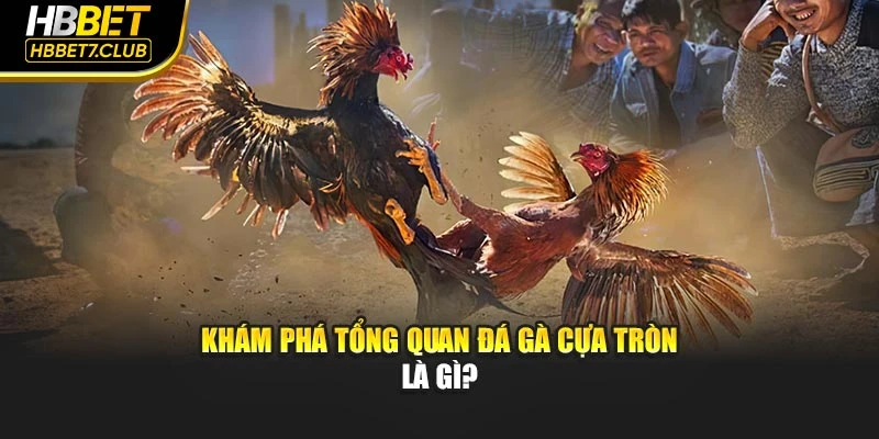 Khám phá tổng quan đá gà cựa tròn là gì?