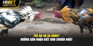 Thế Đá Gà Xạ HBBET – Hướng Dẫn Nhận Biết Đòn Chuẩn Nhất