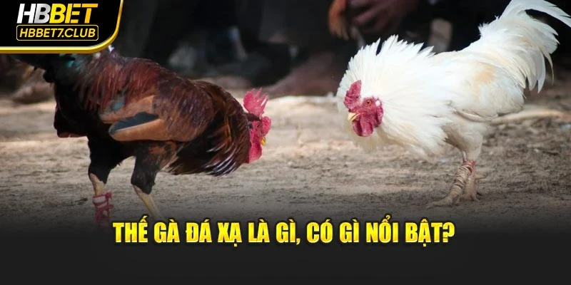 Thế đá gà xạ là gì, có gì nổi bật?