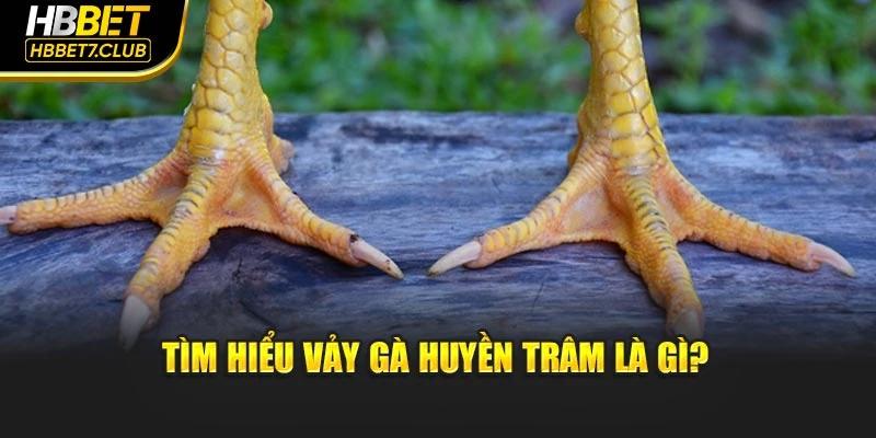 Tìm hiểu vảy gà Huyền Trâm là gì?
