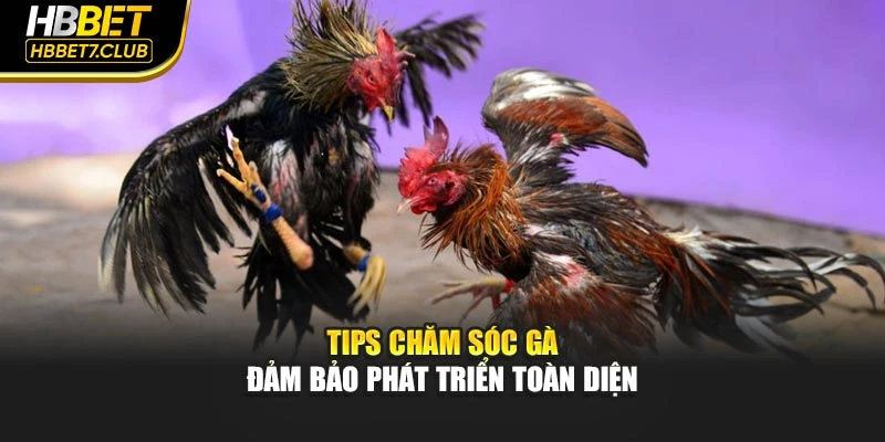 Tips chăm sóc gà đảm bảo phát triển toàn diện