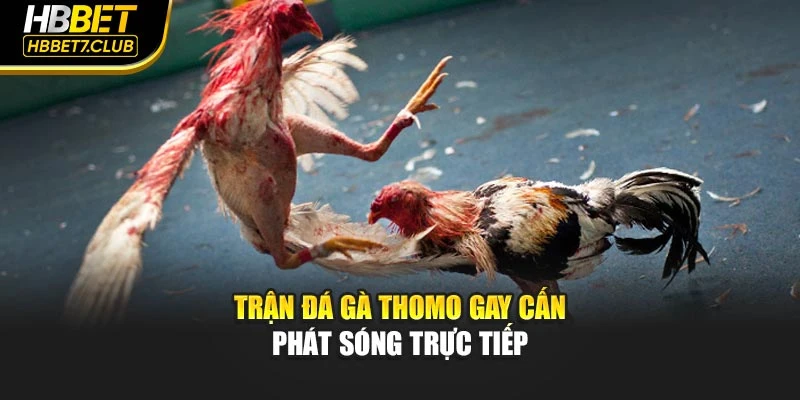 Trận đá gà Thomo gay cấn phát sóng trực tiếp