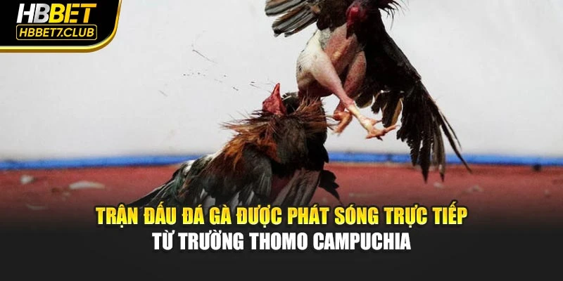 Trận đấu đá gà được phát sóng trực tiếp từ trường Thomo Campuchia