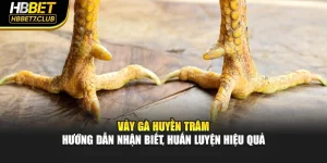 Vảy Gà Huyền Trâm - Hướng Dẫn Nhận Biết, Huấn Luyện Hiệu Quả