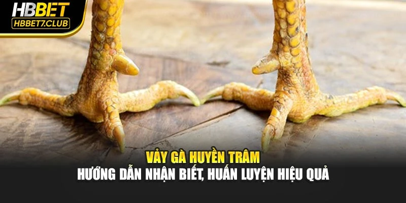 Vảy Gà Huyền Trâm - Hướng Dẫn Nhận Biết, Huấn Luyện Hiệu Quả